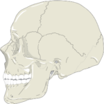 human skull